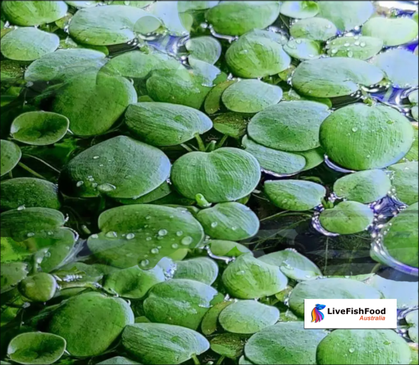 Amazon Frogbit Live Floating Plant – Limnobium laevigatum