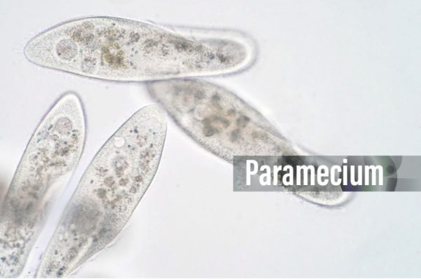 Live Paramecium Caudatum Culture